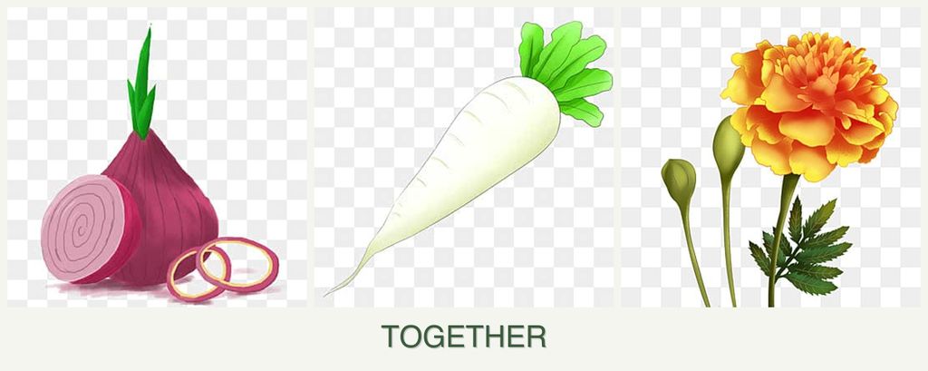 Can you plant onions, radishes and marigolds together?