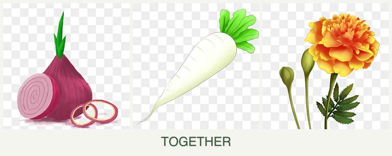 Can you plant onions, radishes and marigolds together?