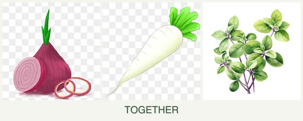 Can you plant onions, radishes and oregano together?