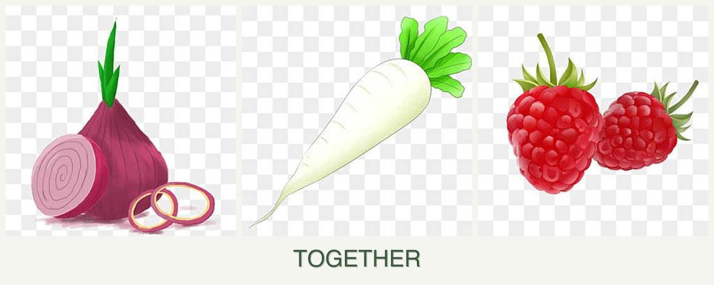 Can you plant onions, radishes and raspberries together?