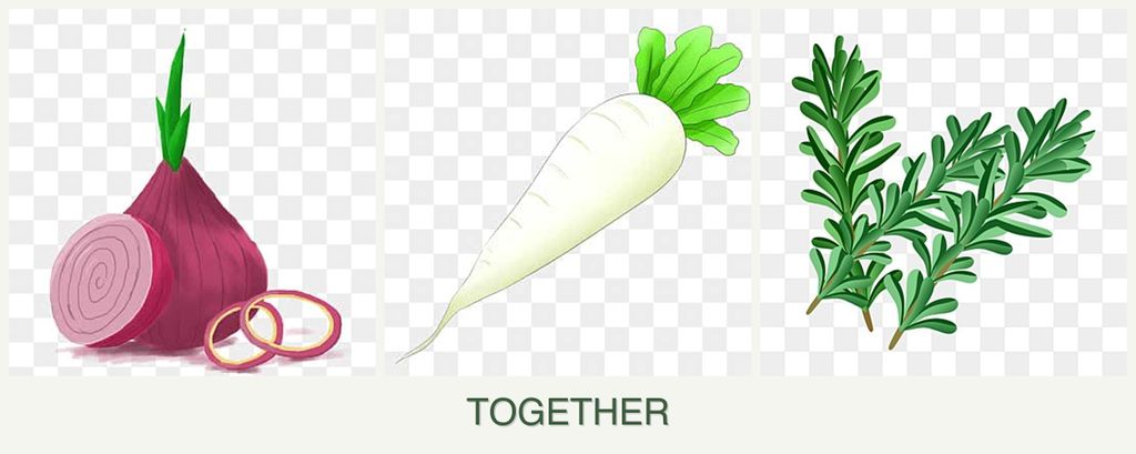 Can you plant onions, radishes and rosemary together?