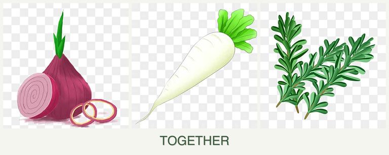 Can you plant onions, radishes and rosemary together?