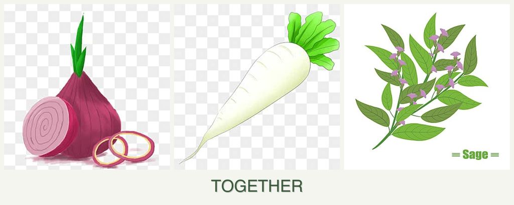 Can you plant onions, radishes and sage together?