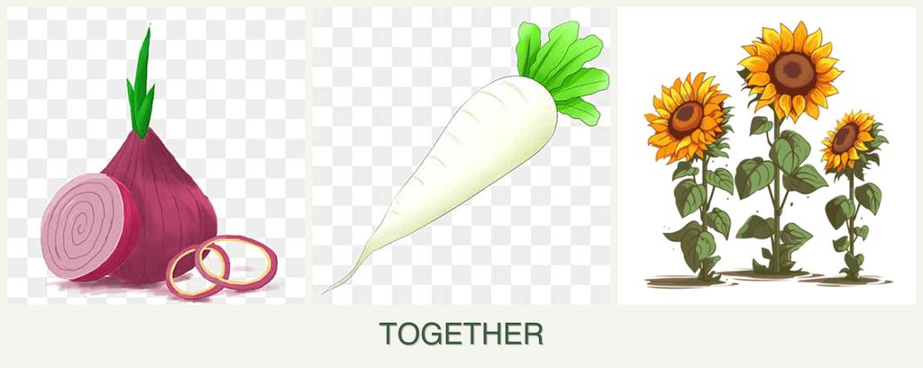 Can you plant onions, radishes and sunflowers together?
