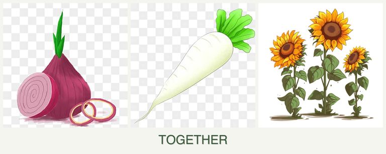 Can you plant onions, radishes and sunflowers together?