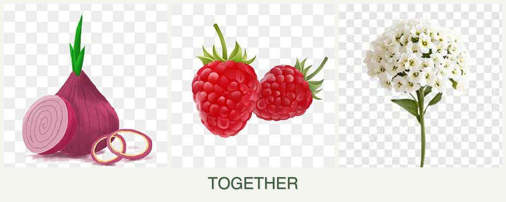 Can you plant onions, raspberries and alyssum together?