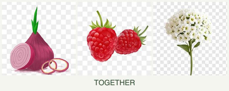 Can you plant onions, raspberries and alyssum together?