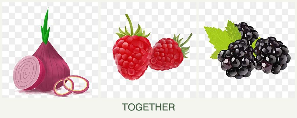Can you plant onions, raspberries and blackberries together?