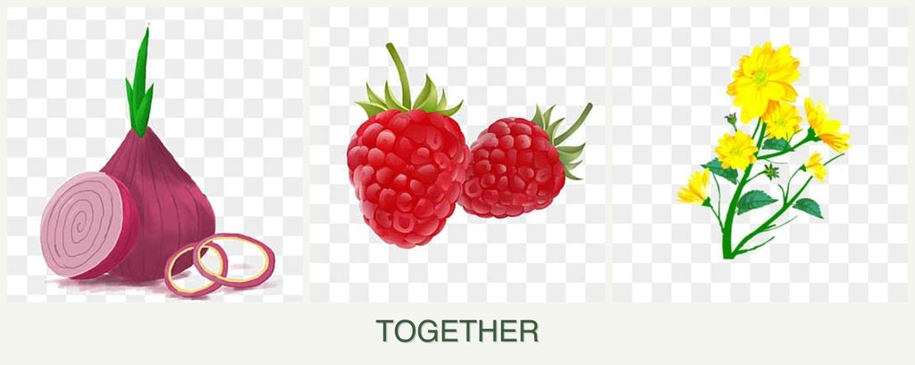Can you plant onions, raspberries and calendula together?