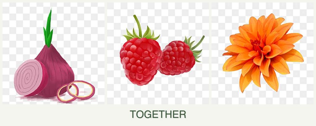Can you plant onions, raspberries and dahlias together?
