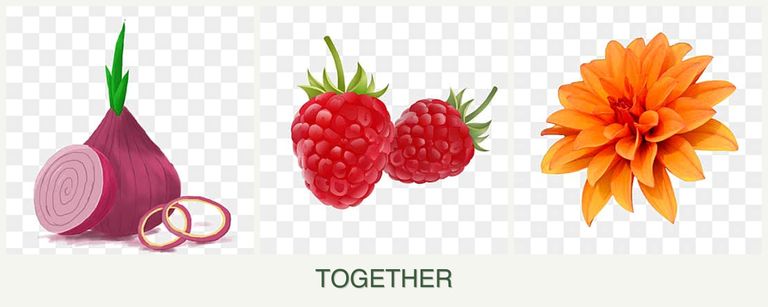 Can you plant onions, raspberries and dahlias together?