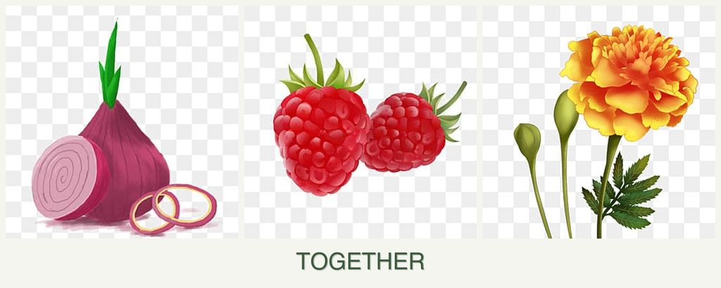 Can you plant onions, raspberries and marigolds together?