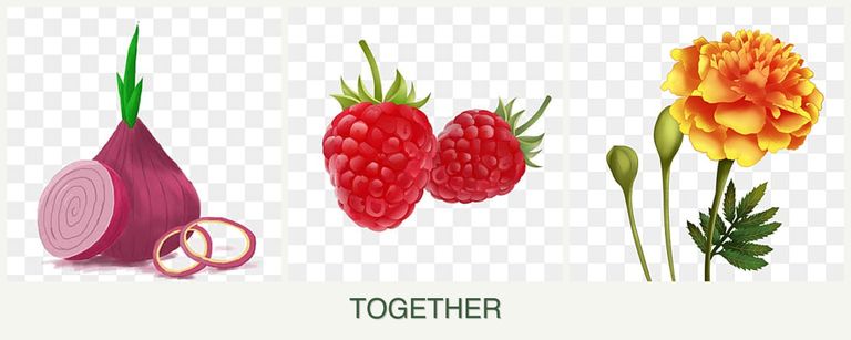 Can you plant onions, raspberries and marigolds together?