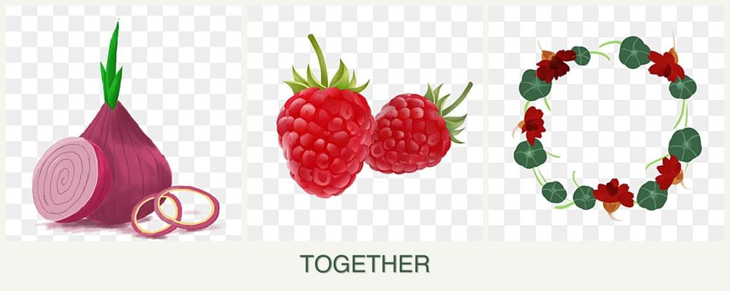 Can you plant onions, raspberries and nasturtiums together?