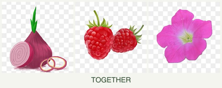 Can you plant onions, raspberries and petunias together?