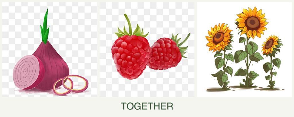 Can you plant onions, raspberries and sunflowers together?
