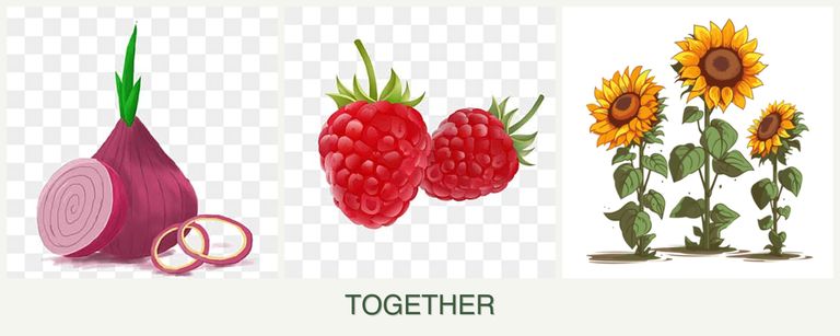 Can you plant onions, raspberries and sunflowers together?