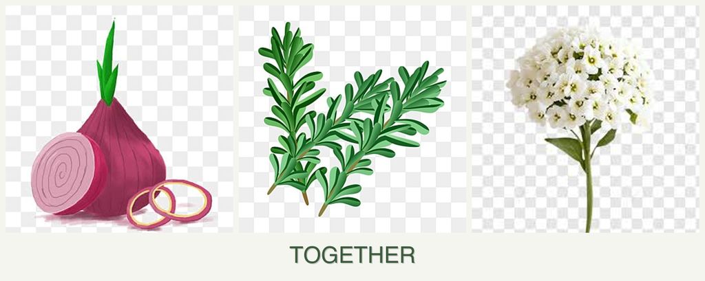 Can you plant onions, rosemary and alyssum together?