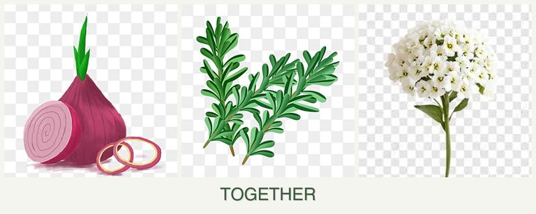 Can you plant onions, rosemary and alyssum together?