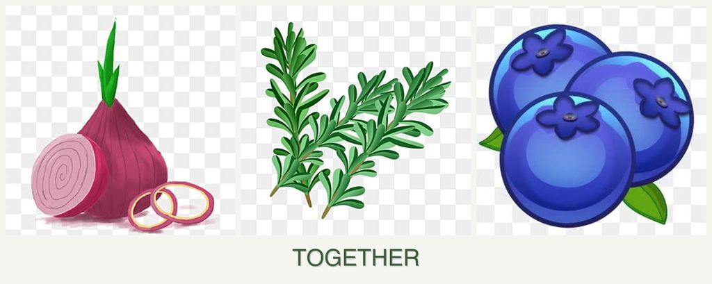 Can you plant onions, rosemary and blueberries together?
