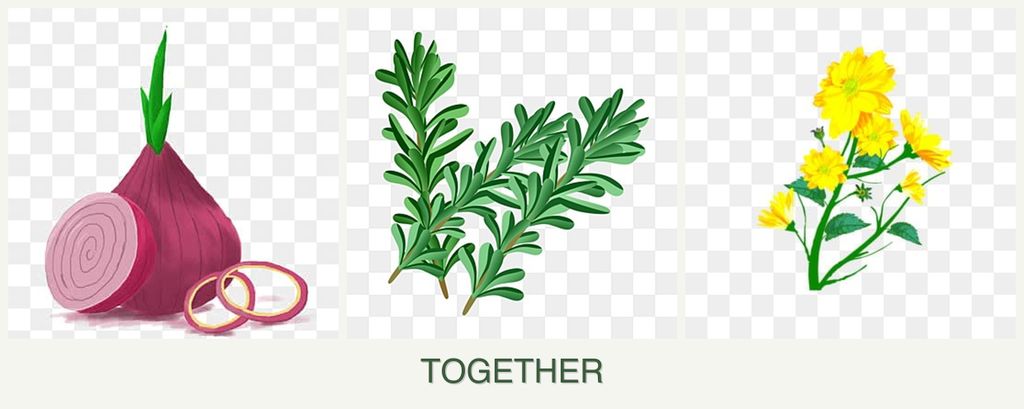 Can you plant onions, rosemary and calendula together?