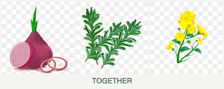 Can you plant onions, rosemary and calendula together?