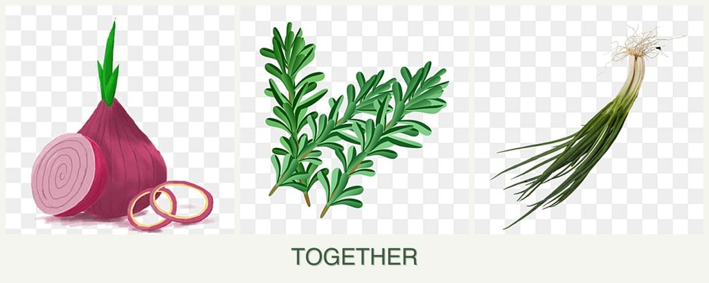 Can you plant onions, rosemary and chives together?