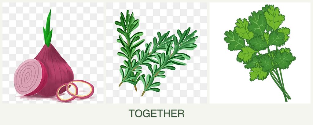 Can you plant onions, rosemary and cilantro together?
