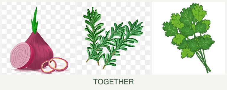 Can you plant onions, rosemary and cilantro together?
