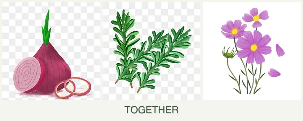 Can you plant onions, rosemary and cosmos together?