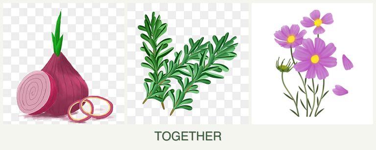 Can you plant onions, rosemary and cosmos together?