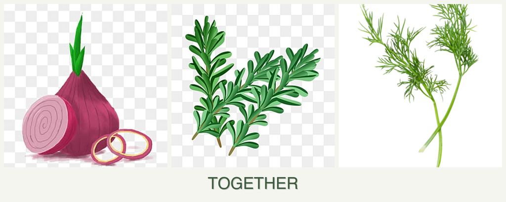 Can you plant onions, rosemary and dill together?