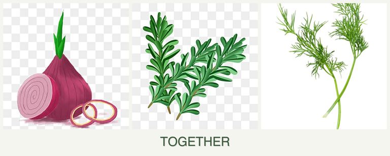 Can you plant onions, rosemary and dill together?