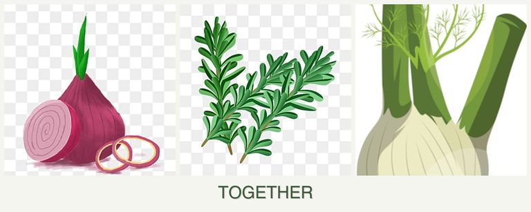 Can you plant onions, rosemary and fennel together?