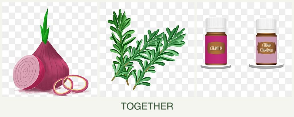 Can you plant onions, rosemary and geraniums together?