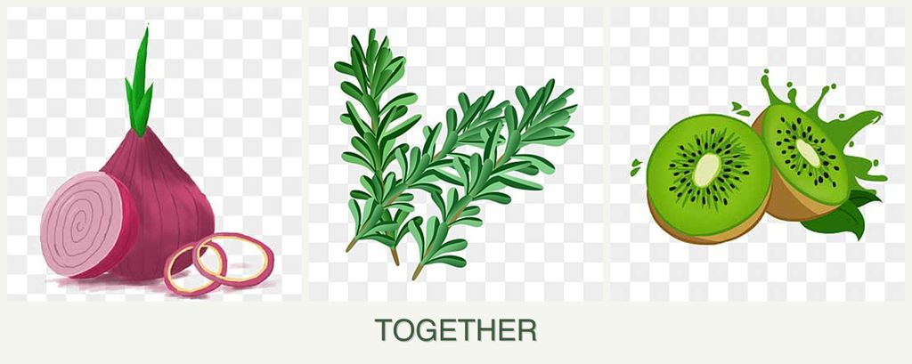 Can you plant onions, rosemary and kiwi together?