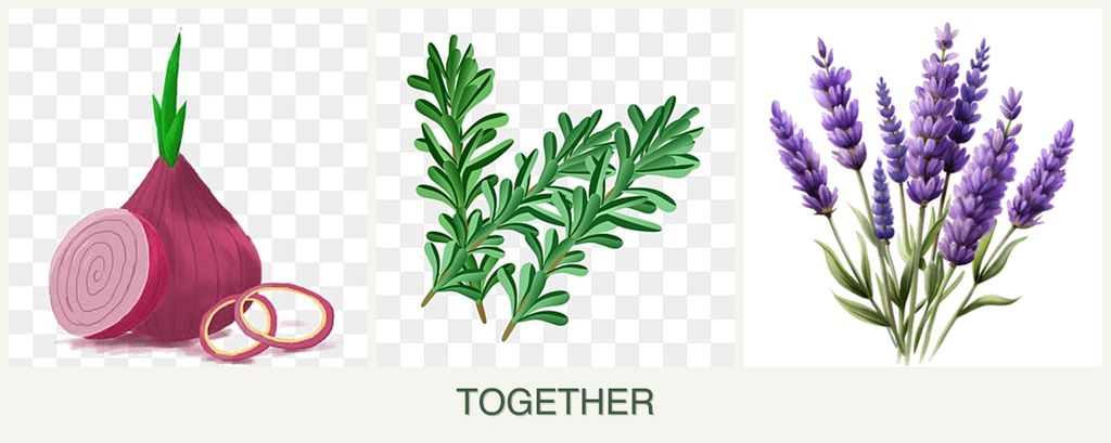 Can you plant onions, rosemary and lavender together?