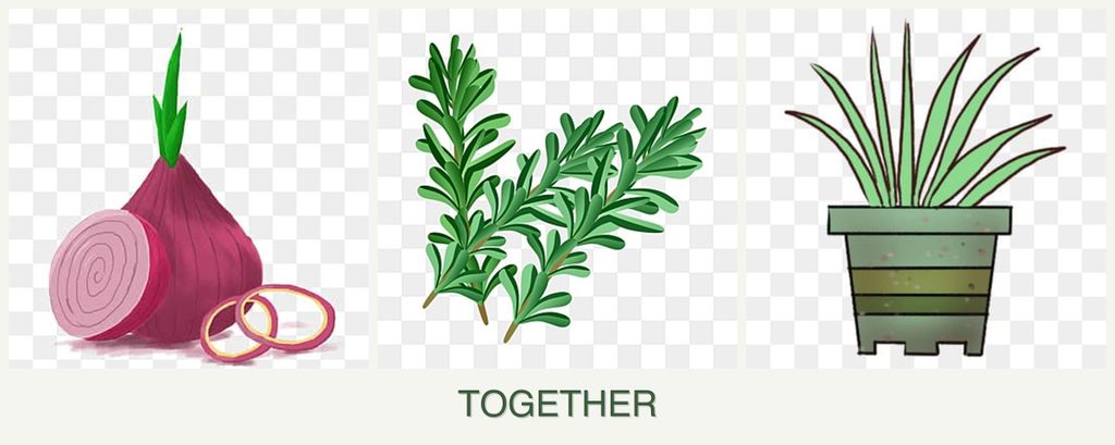 Can you plant onions, rosemary and lemongrass together?