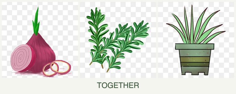 Can you plant onions, rosemary and lemongrass together?
