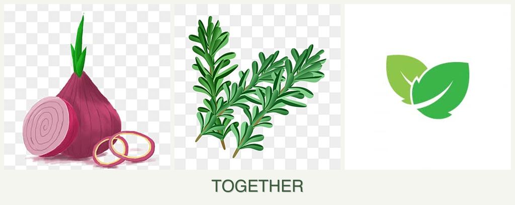 Can you plant onions, rosemary and mint together?