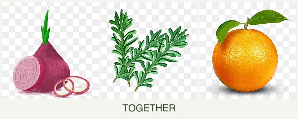Can you plant onions, rosemary and oranges together?