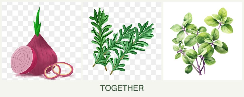 Can you plant onions, rosemary and oregano together?