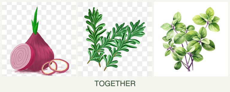 Can you plant onions, rosemary and oregano together?