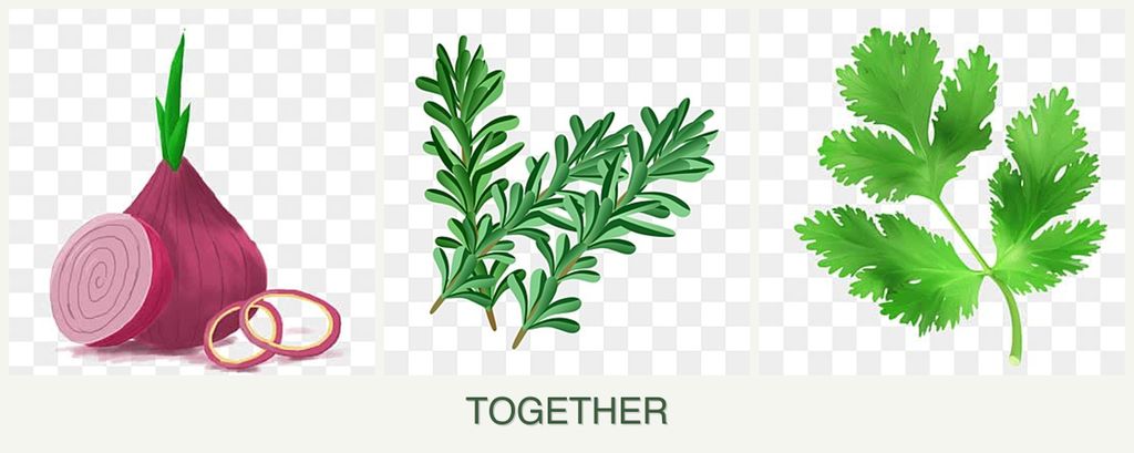 Can you plant onions, rosemary and parsley together?