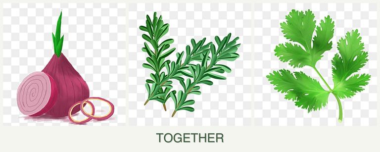 Can you plant onions, rosemary and parsley together?