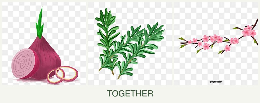 Can you plant onions, rosemary and peaches together?