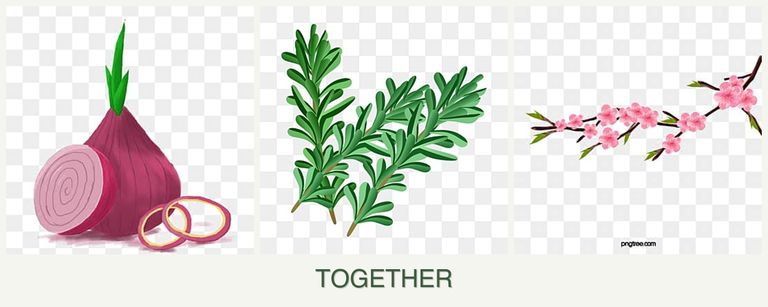Can you plant onions, rosemary and peaches together?