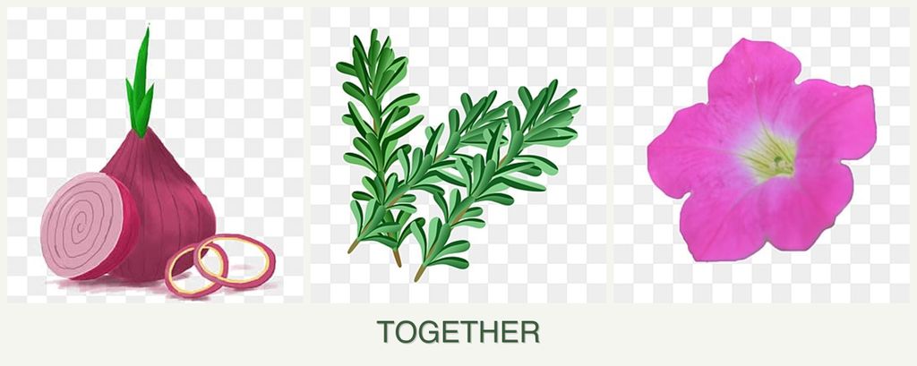 Can you plant onions, rosemary and petunias together?