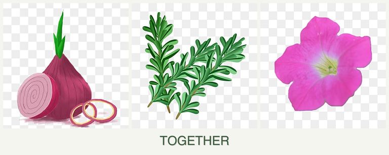 Can you plant onions, rosemary and petunias together?