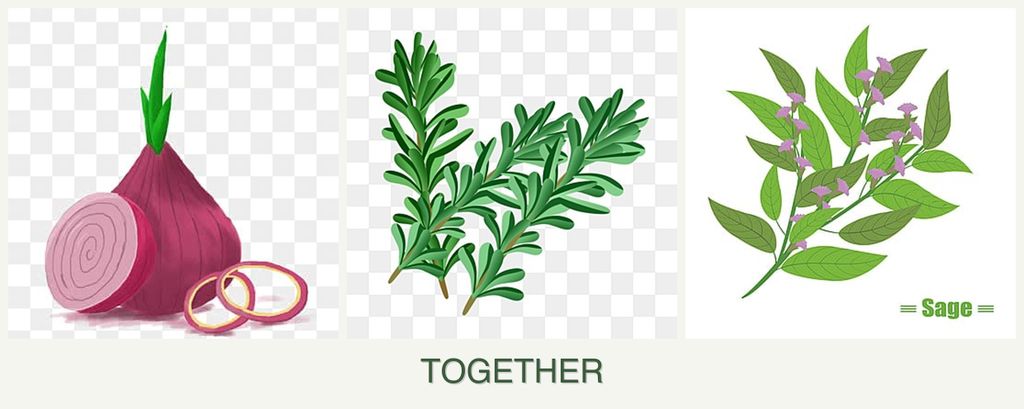 Can you plant onions, rosemary and sage together?